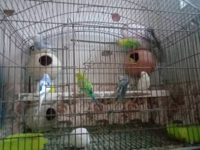 Australian Parrots with cadge