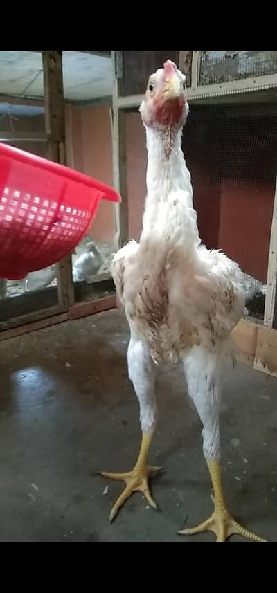 Pure Shamo Chicks & Pattha for Sale