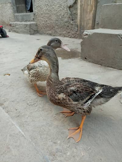 Ducks For home And fram house 03136520996