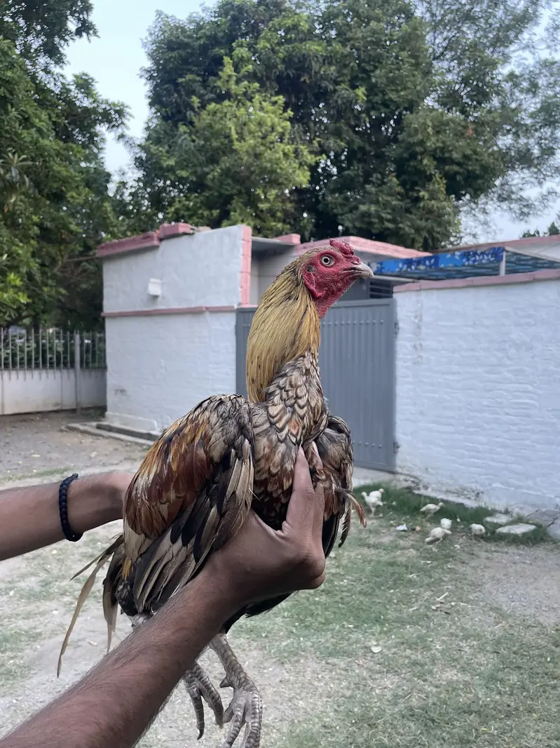 Aseel murgha