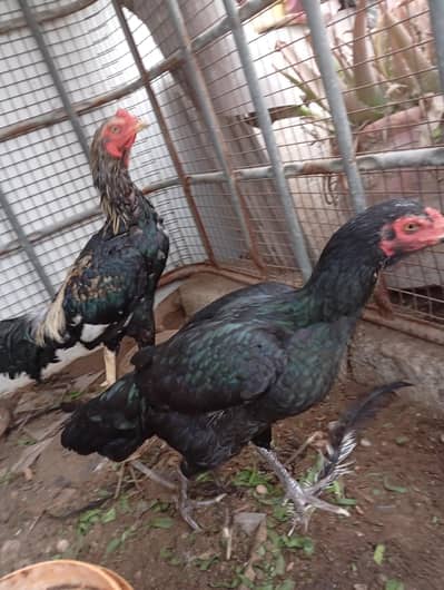 aseels for sale