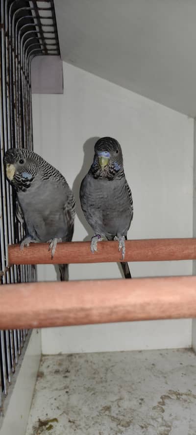 GREY BLACK FACE SPLIT BLACK WING'S BUDGIES PARROT