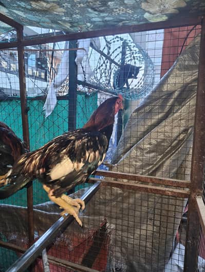3 males for sale