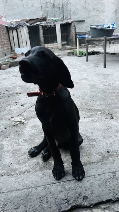 Pointer dog