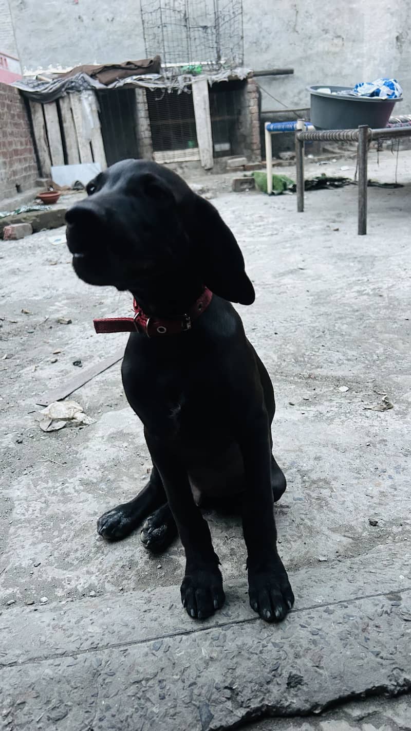 Pointer dog 0
