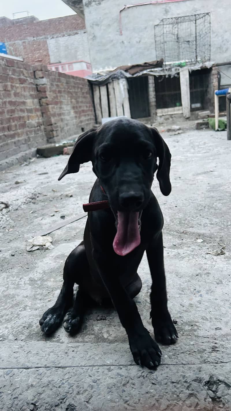 Pointer dog 1