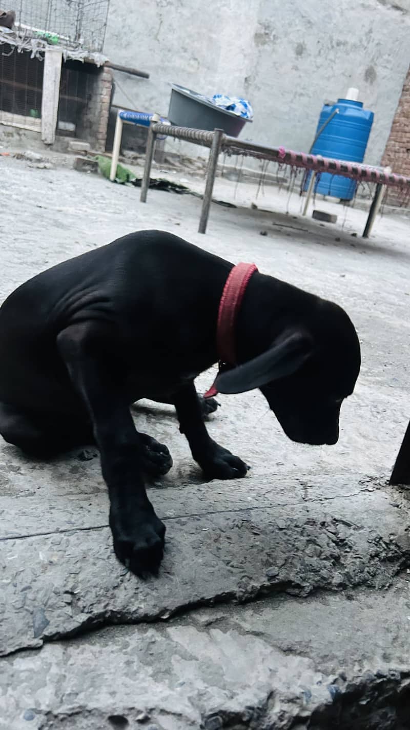 Pointer dog 2