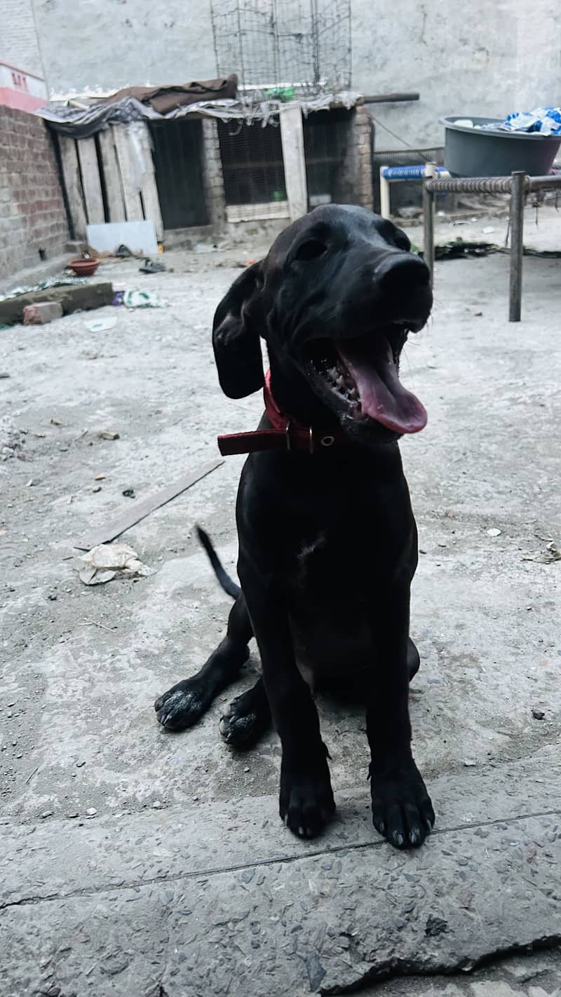 Pointer dog 3