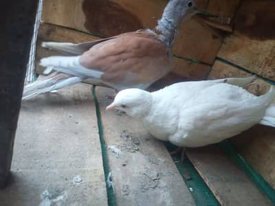 pair for sail
