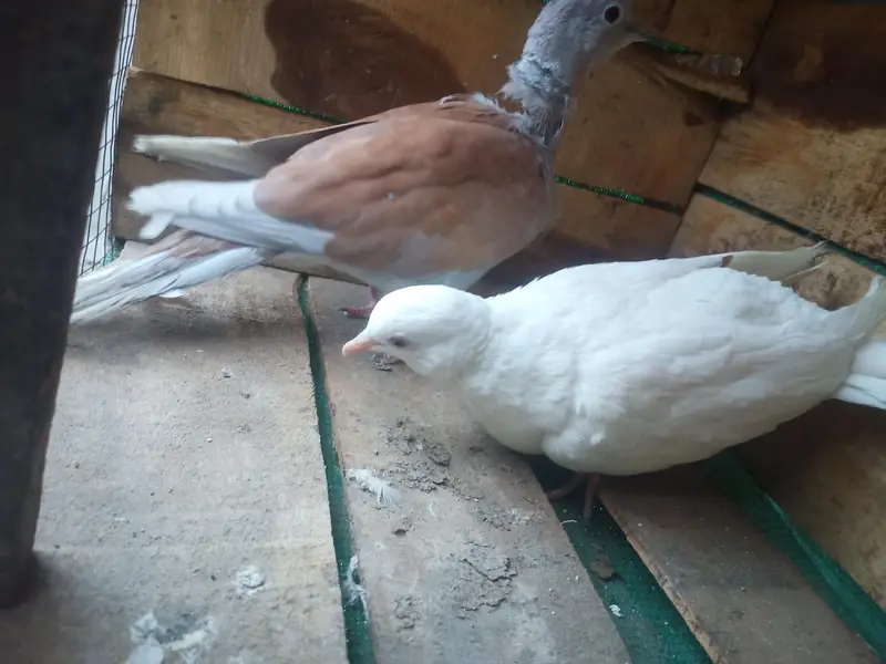 pair for sail