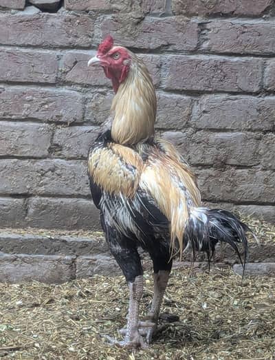 java aseel