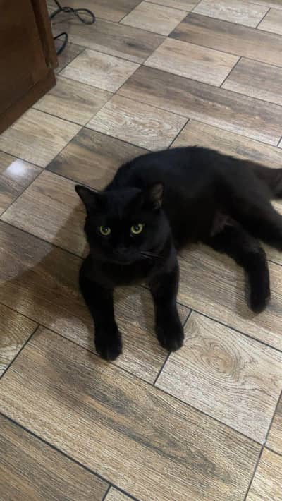 black male Persian cat