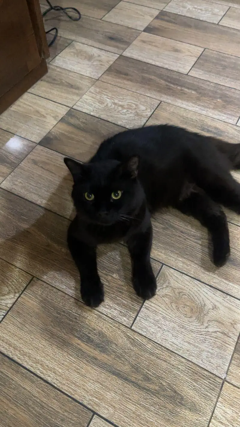 black male Persian cat