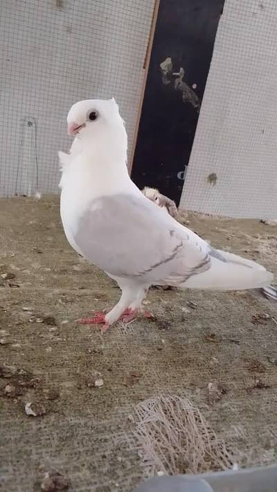 pigon