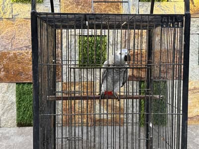 African Gray female with DNA tested report Fully tamed and talking