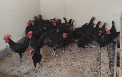 Black Austrolop Starter Males and Females 3 + 1