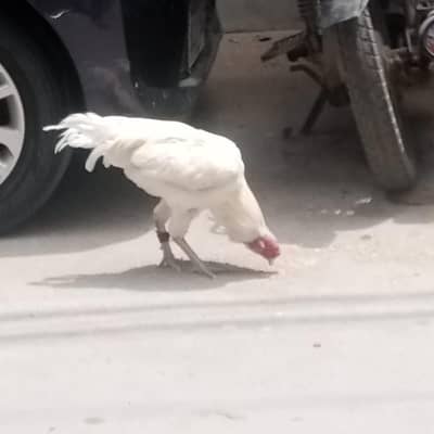 Heera Aseel pair for sale
