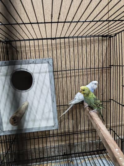 Budgies for sale