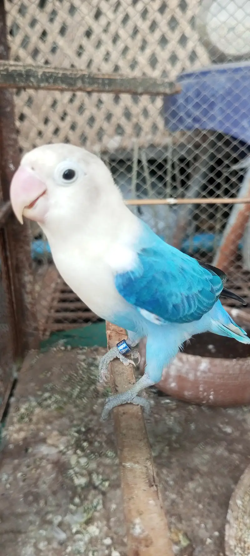 Al Parrott for Sale Rs. 7000  Blue opline/dilute 1 piece — photo 3