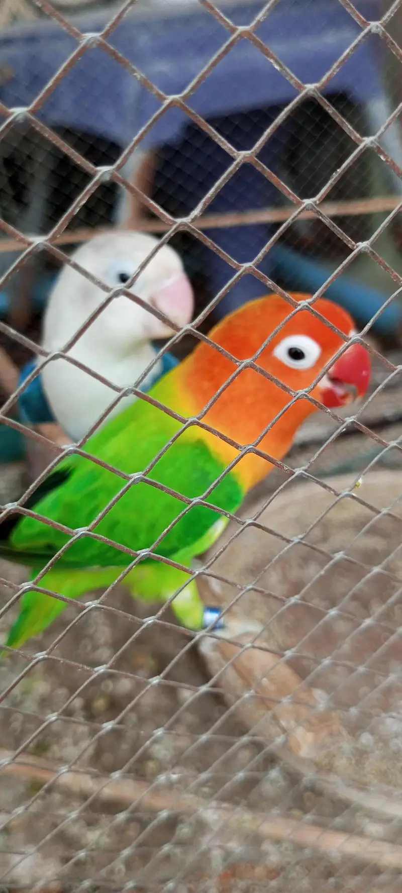 Al Parrott for Sale Rs. 7000  Blue opline/dilute 1 piece