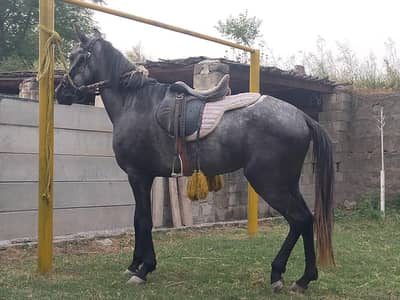 An Arabian mix mare with good attitude excellent breeding cycle.