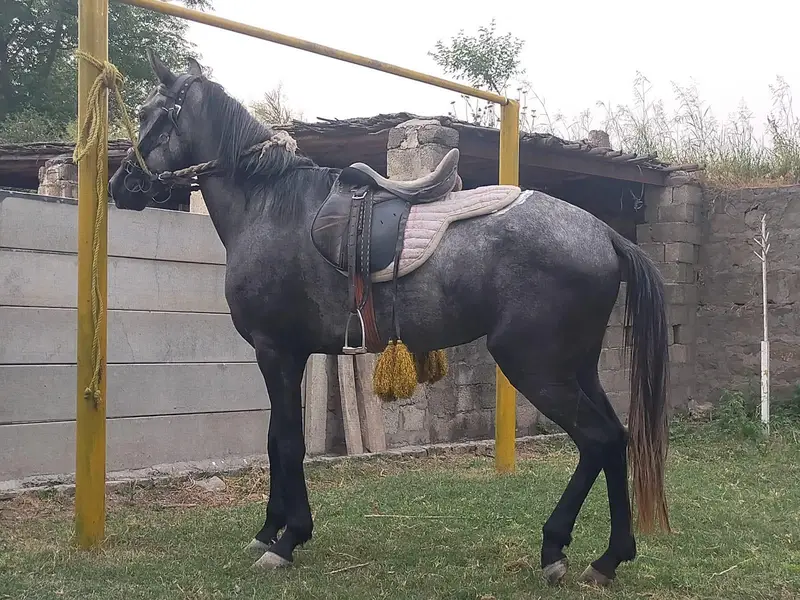 An Arabian mix mare with good attitude excellent breeding cycle.