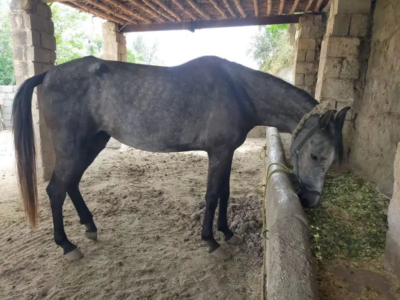 An Arabian mix mare with good attitude excellent breeding cycle. — photo 2