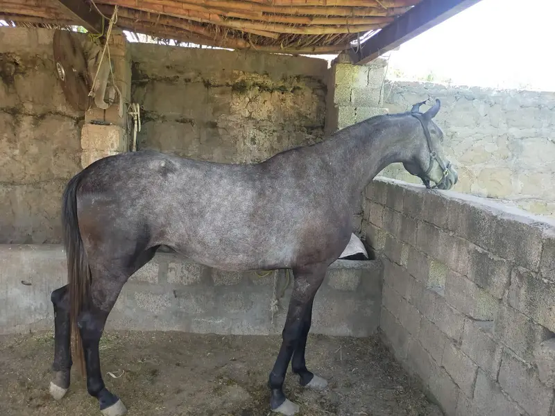 An Arabian mix mare with good attitude excellent breeding cycle. — photo 3