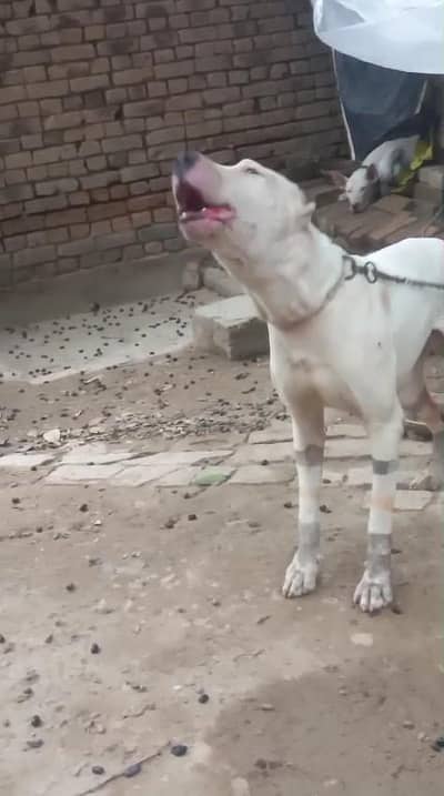 اصیل وفادار گلٹیر کتا برائے فروخت