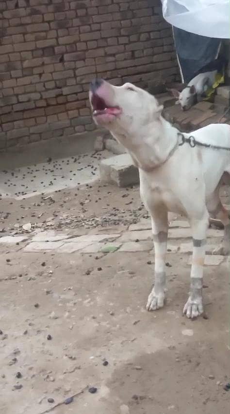 اصیل وفادار گلٹیر کتا برائے فروخت 0