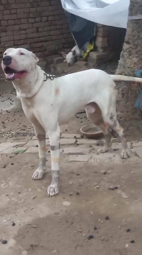 اصیل وفادار گلٹیر کتا برائے فروخت 1
