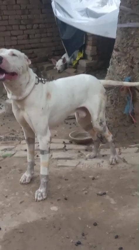 اصیل وفادار گلٹیر کتا برائے فروخت 2
