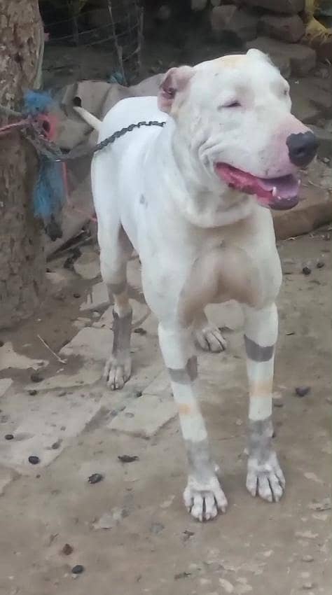 اصیل وفادار گلٹیر کتا برائے فروخت 3
