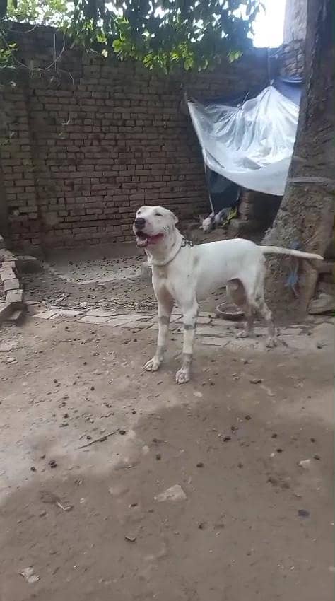 اصیل وفادار گلٹیر کتا برائے فروخت 5
