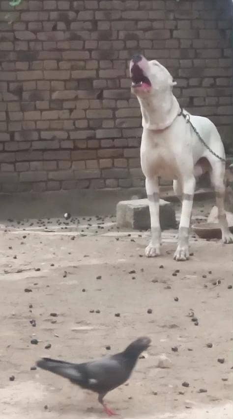 اصیل وفادار گلٹیر کتا برائے فروخت 6