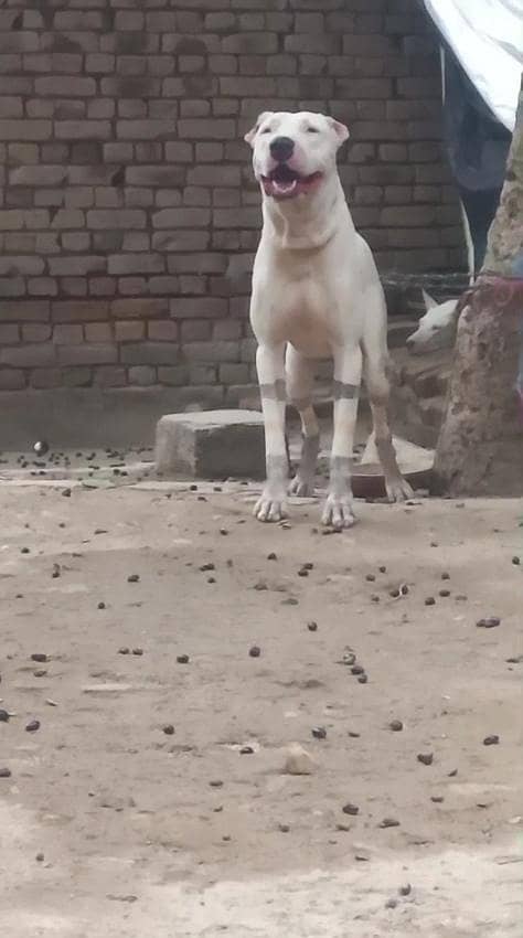 اصیل وفادار گلٹیر کتا برائے فروخت 7