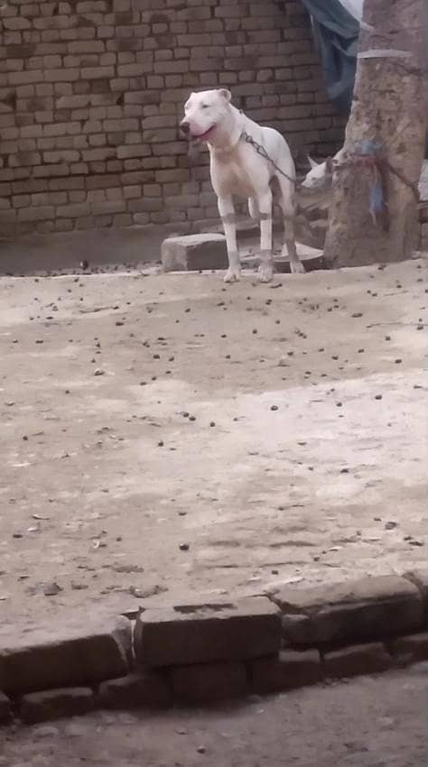 اصیل وفادار گلٹیر کتا برائے فروخت 8