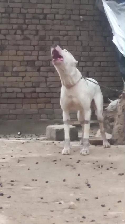 اصیل وفادار گلٹیر کتا برائے فروخت 9
