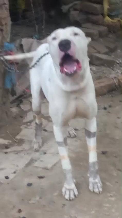 اصیل وفادار گلٹیر کتا برائے فروخت 11