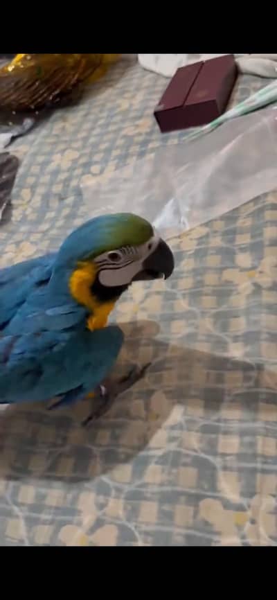 blue golden chicks for sale contact me WhatsApp number 0314-046-8114