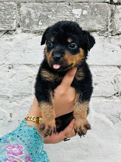 Rottweiler pups male female