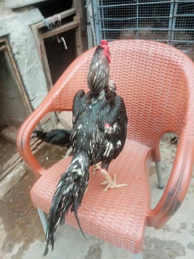 aseel murga