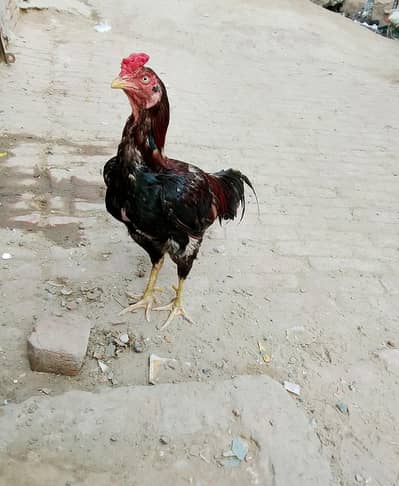 rampuriya seen