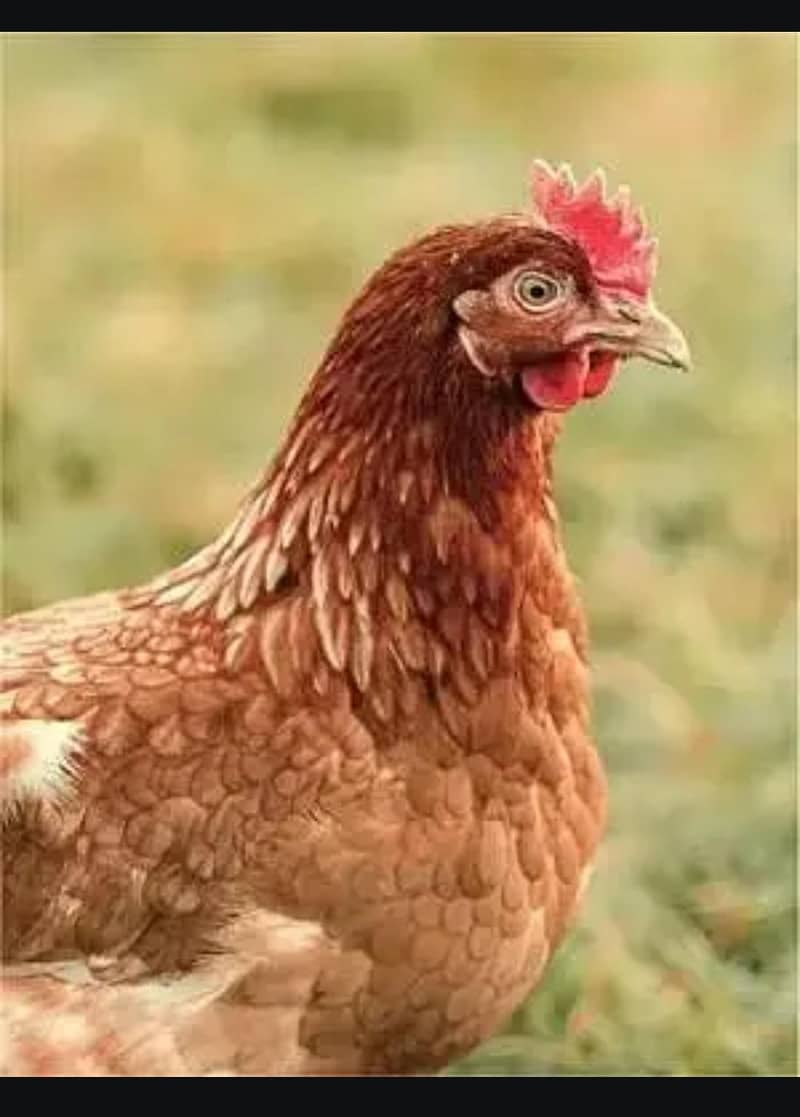 1 گھرکی پلی ہوئی ہے دیسی دانے پہ ہے اور اس کو فیڈ نہیں دی 1کلو وزن ہے 0