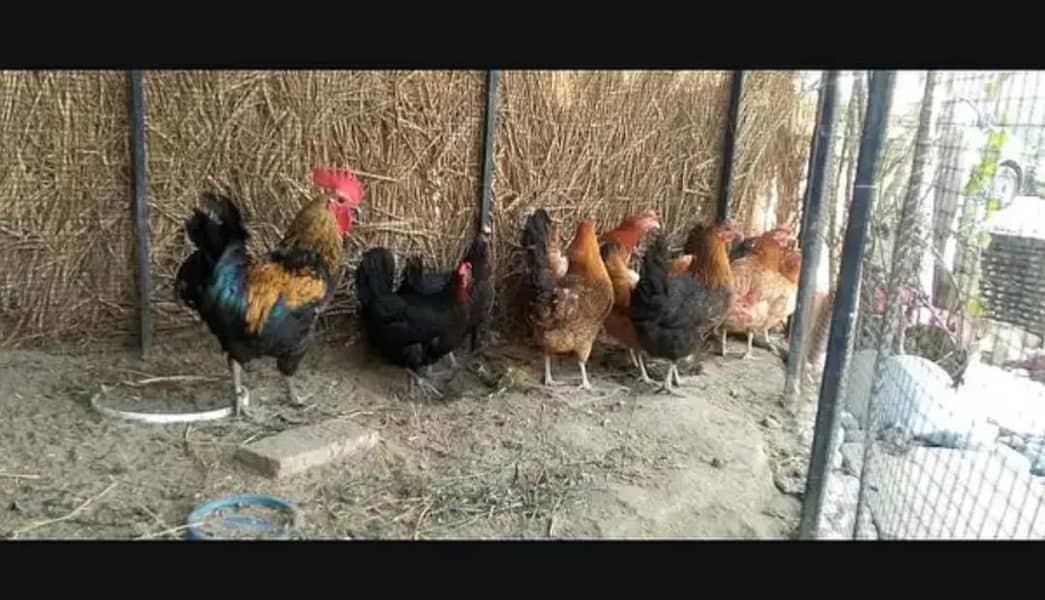 1 گھرکی پلی ہوئی ہے دیسی دانے پہ ہے اور اس کو فیڈ نہیں دی 1کلو وزن ہے 1