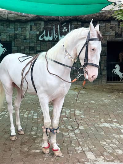 Chandi Nukra Desi Horse
