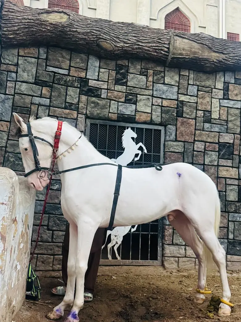 Chandi Nukra Desi Horse — photo 2