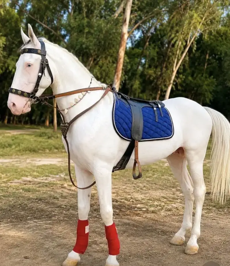 Chandi Nukra Desi Horse — photo 3