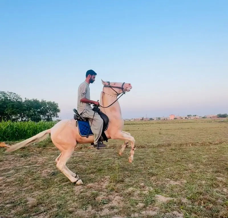 Chandi Nukra Desi Horse — photo 4