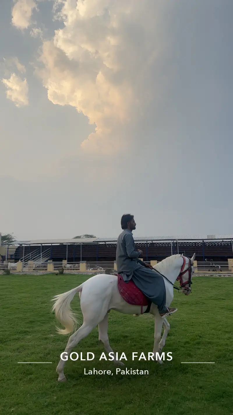Chandi Nukra Desi Horse — photo 5
